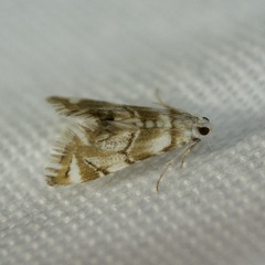 Eoparargyractis plevie