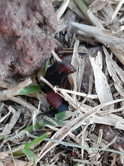 Platydracus phoenicurus