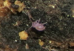 Ptenothrix atra