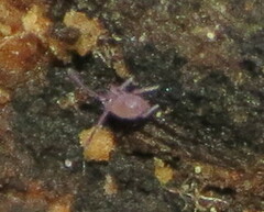Ptenothrix atra