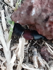 Platydracus phoenicurus