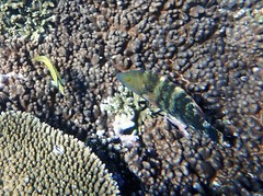 Cheilinus trilobatus