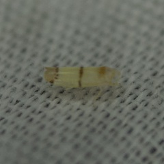 Empoa casta