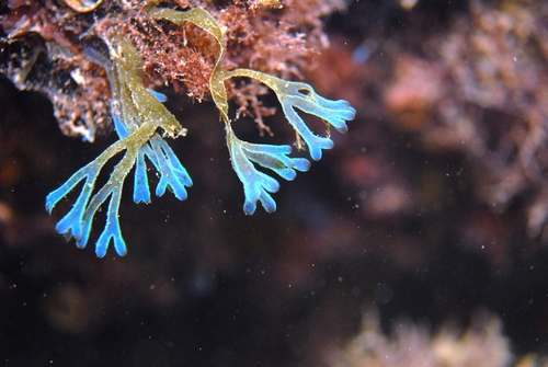 Representative image of Dictyotaceae