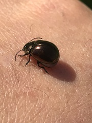 Chrysolina aurichalcea