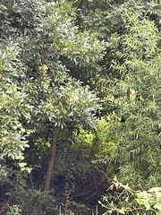 Fraxinus pennsylvanica