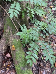 Wisteria sinensis
