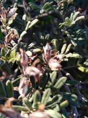 Indigofera praetermissa