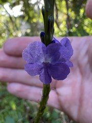 Stachytarpheta urticifolia
