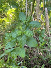 Stachytarpheta urticifolia