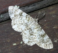 Thallogama corticola