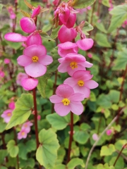 Begonia fusibulba