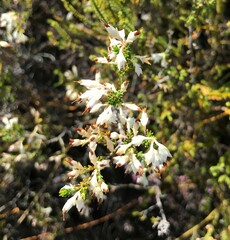 Erica penicilliformis