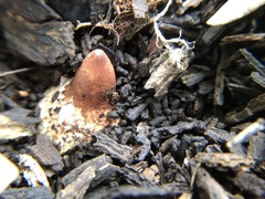 Geastrum morganii