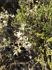 Erica penicilliformis