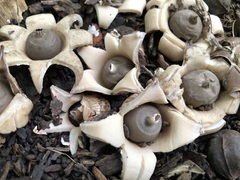 Geastrum morganii