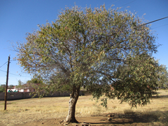 Ozoroa paniculosa