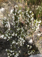 Erica penicilliformis