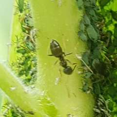 Lasius