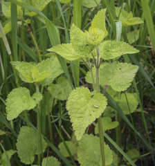 Lamium maculatum