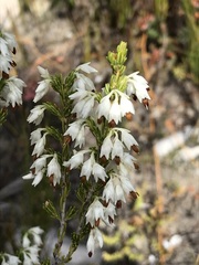 Erica penicilliformis
