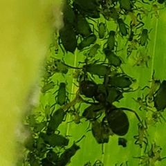 Lasius