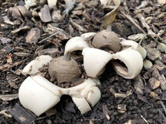 Geastrum morganii