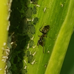 Lasius