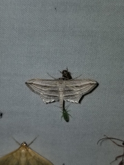 Arcobara multilineata