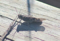 Trimerotropis huroniana