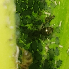 Lasius