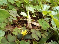 Oxalis corniculata