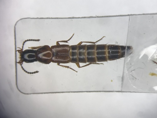 Quedius peregrinus