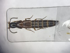 Quedius peregrinus