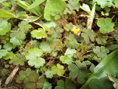 Oxalis corniculata