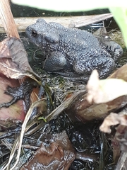Bufo bankorensis