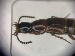 Quedius peregrinus