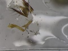 Quedius peregrinus