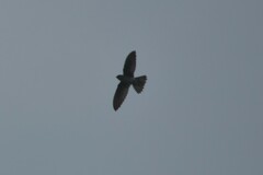 Aerodramus germani germani