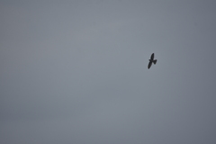 Aerodramus germani germani