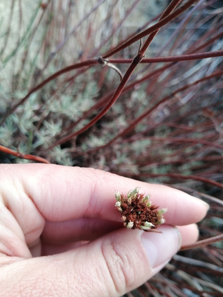 Chorizanthe peduncularis