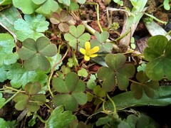 Oxalis corniculata