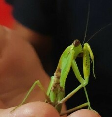 Hierodula transcaucasica