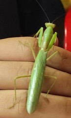 Hierodula transcaucasica