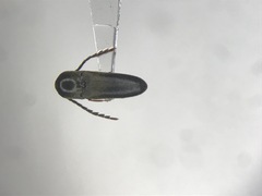 Microrhagus triangularis