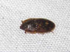 Lobiopa undulata