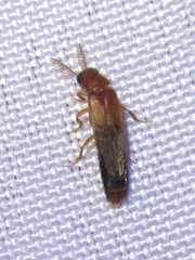 Distremocephalus texanus