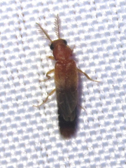 Distremocephalus texanus
