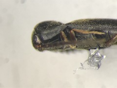 Microrhagus triangularis