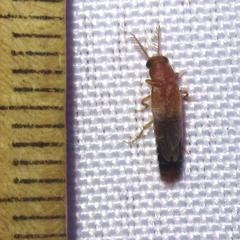 Distremocephalus texanus